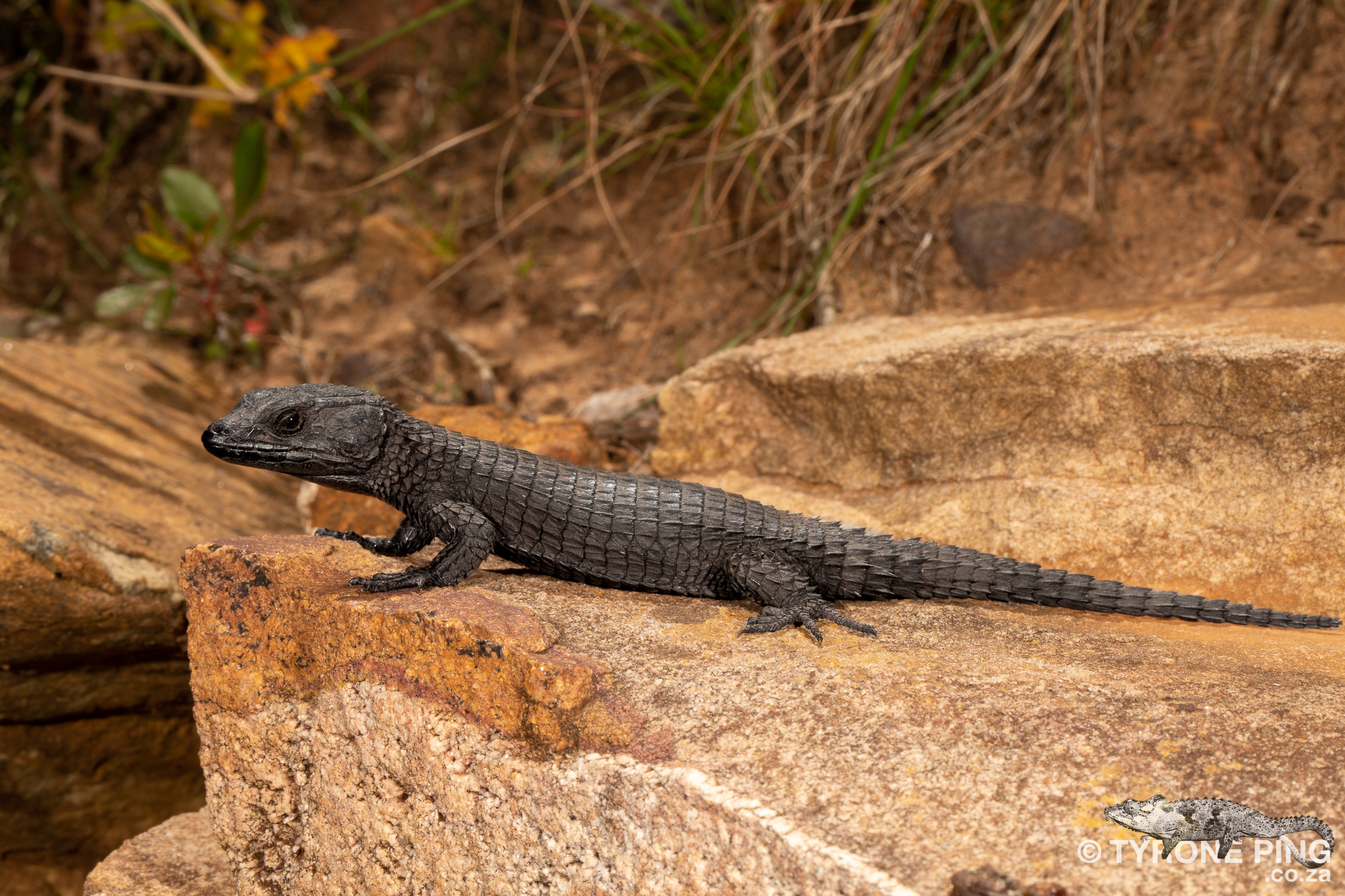Black girdled lizard pet hot sale