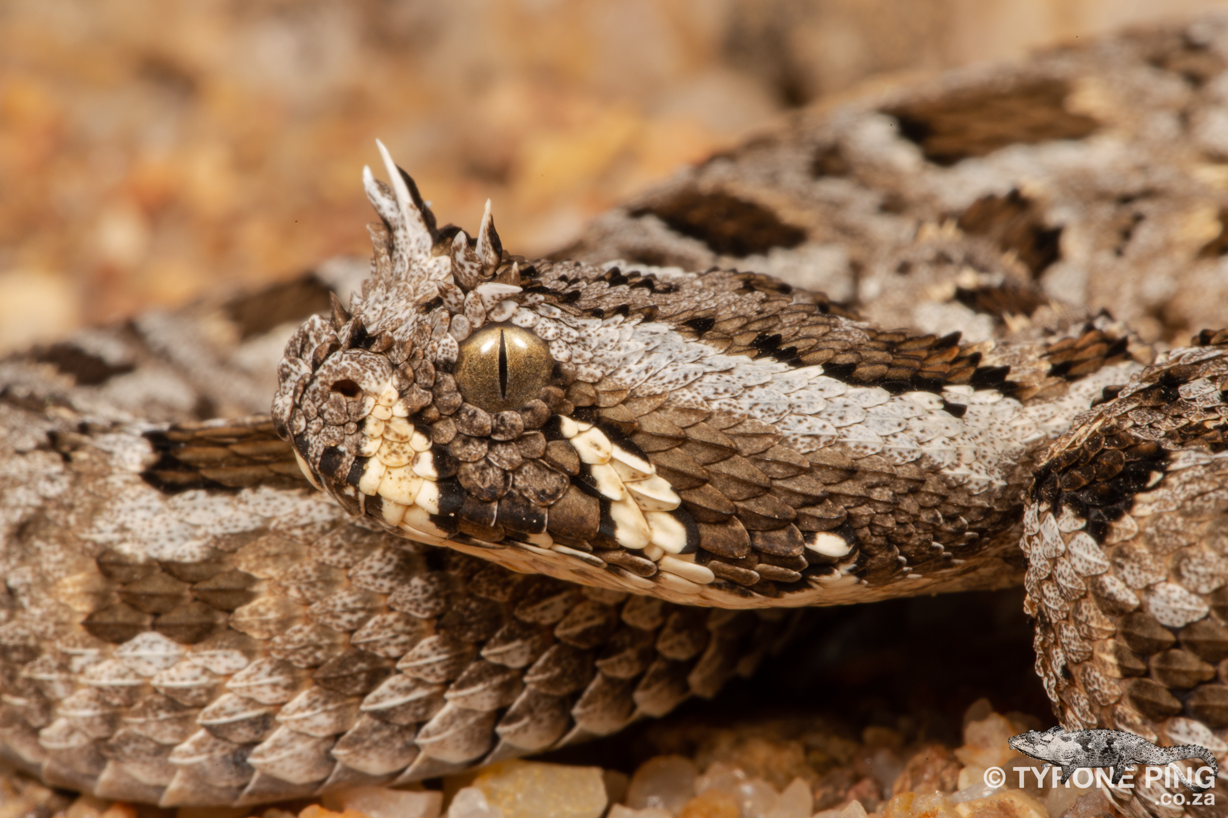 Bitis cornuta - Many Horned Adder