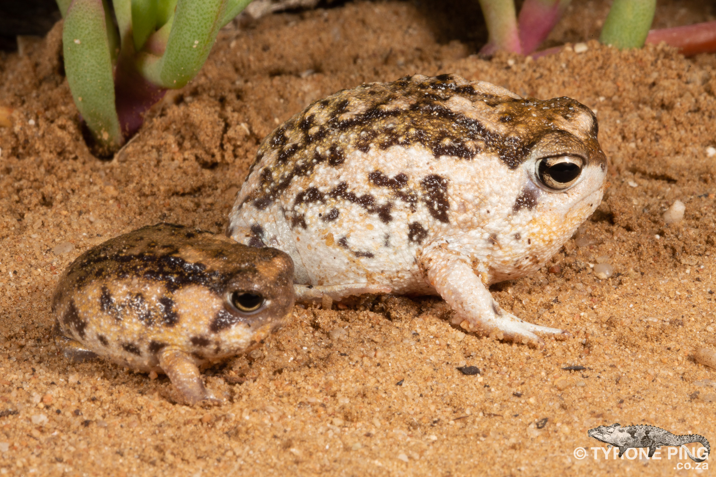 Namaqua Rain Frog - Breviceps namaquensis
