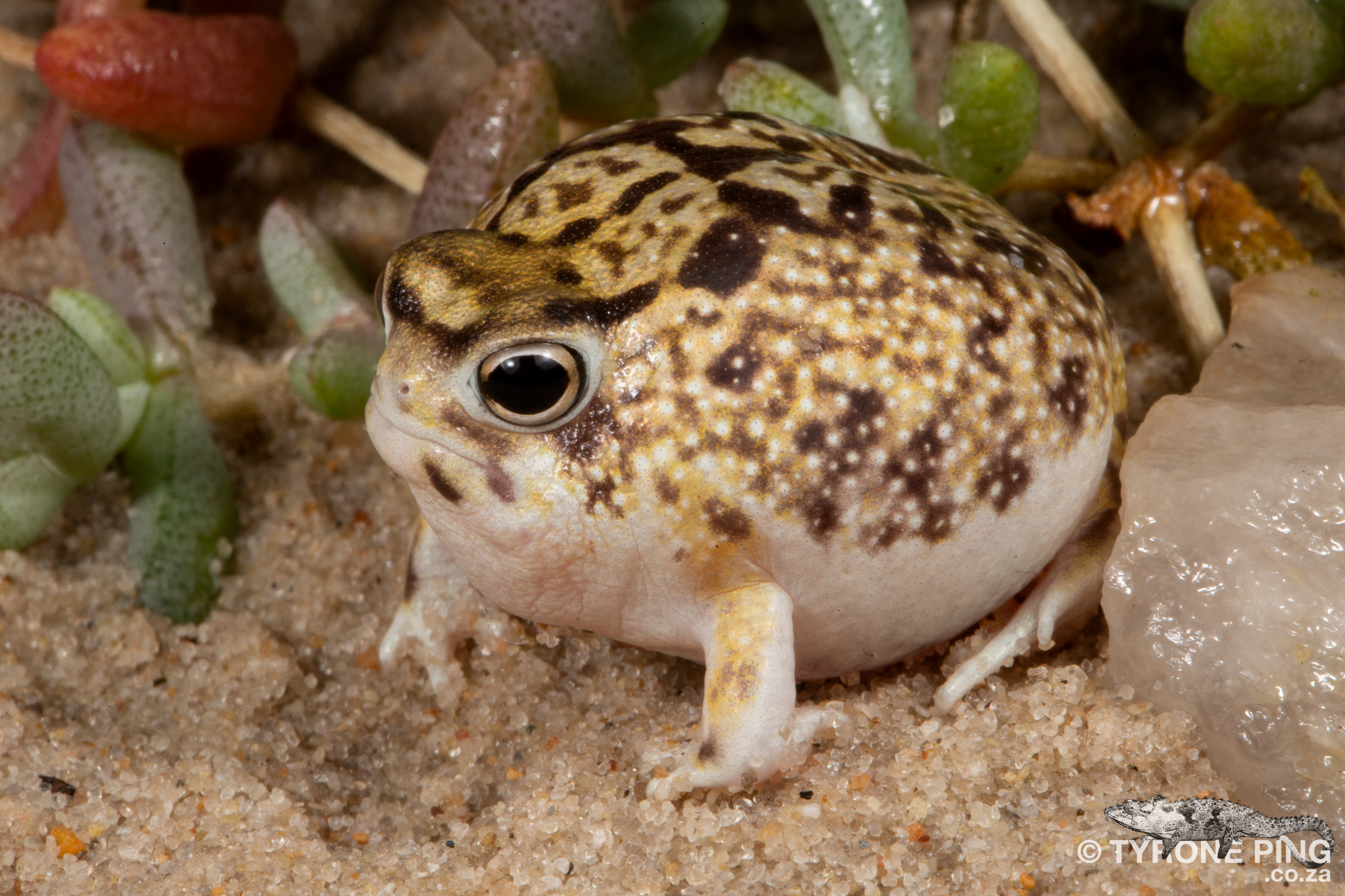 Rain Frog