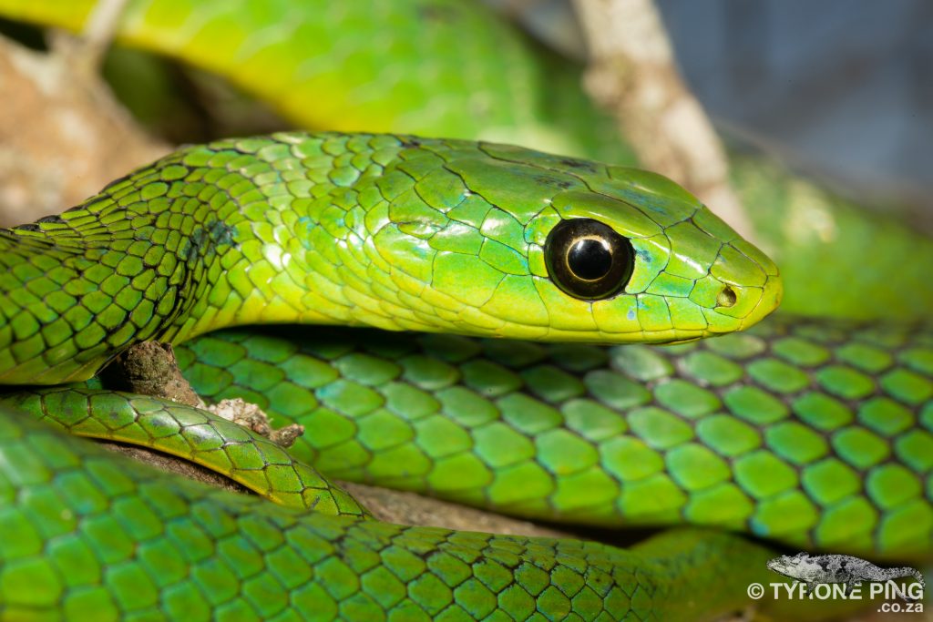 Eastern Natal Green Snake - African Snakebite Institute