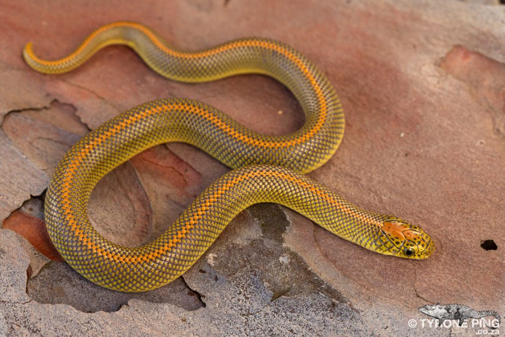 Aurora house snake - Wikipedia