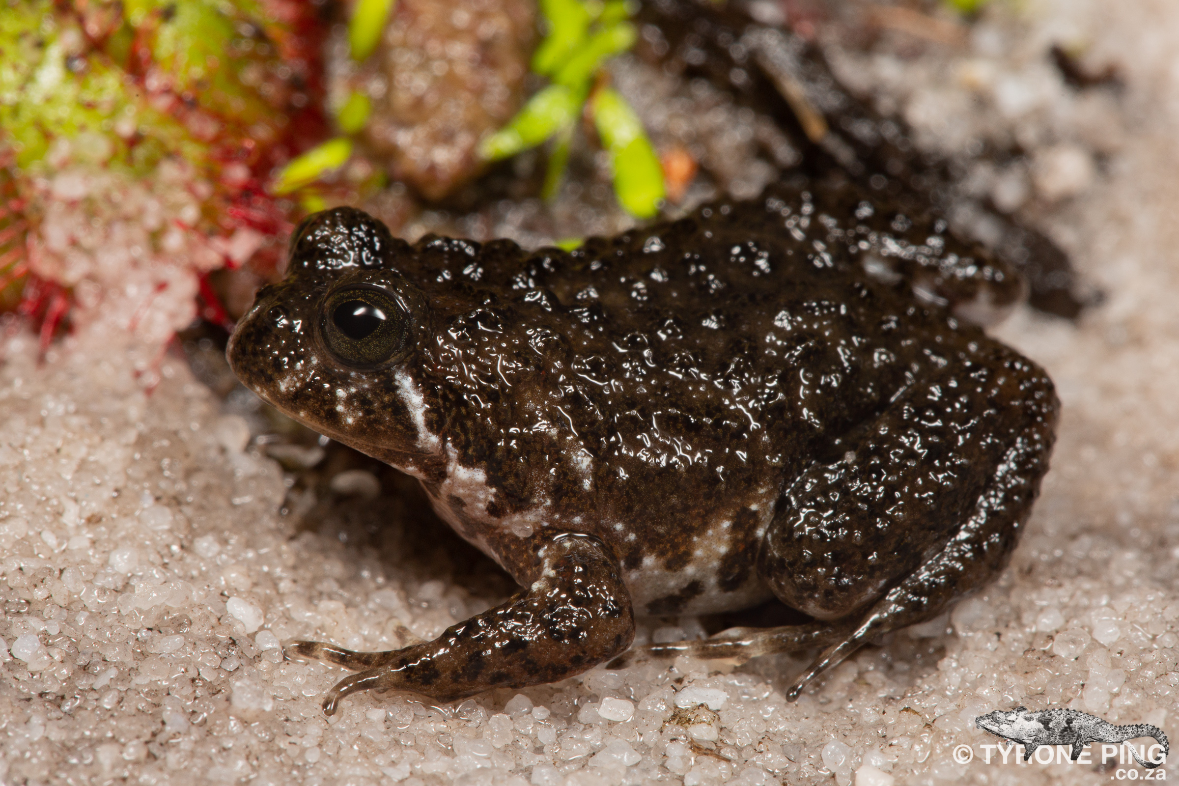 Poyntonia paludicola - Montane Marsh Frog