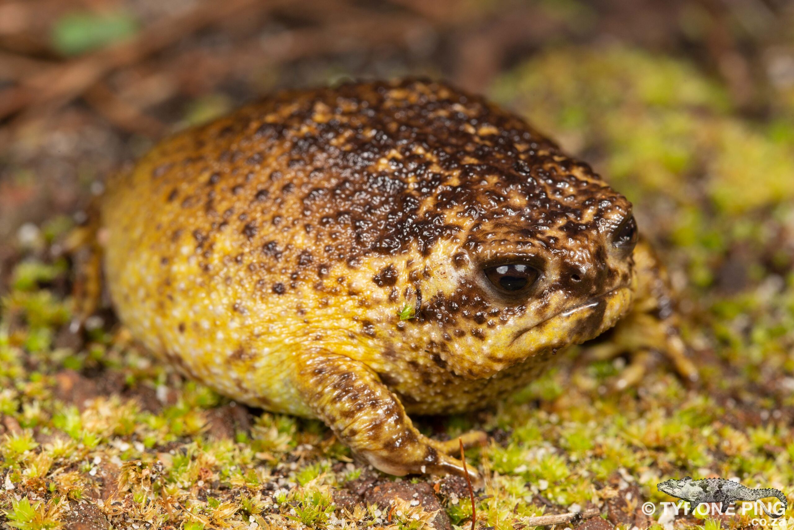 Busy Life?  The Desert Rain Frog Is Your Perfect Pet.