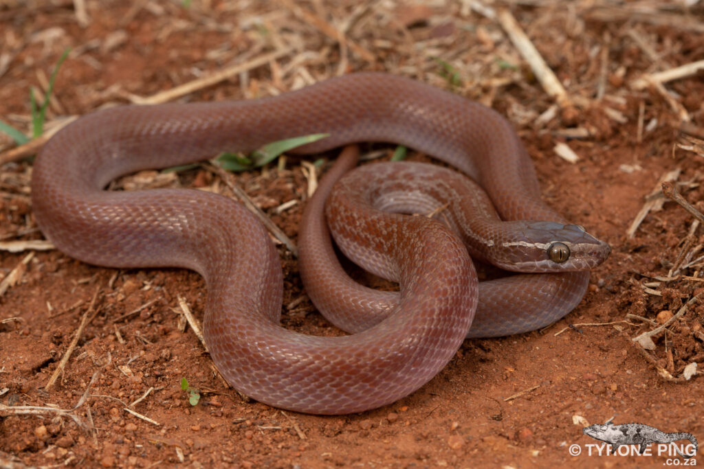 Boaedon capensis | Brown House Snake | Tyrone Ping | Harmless Snake