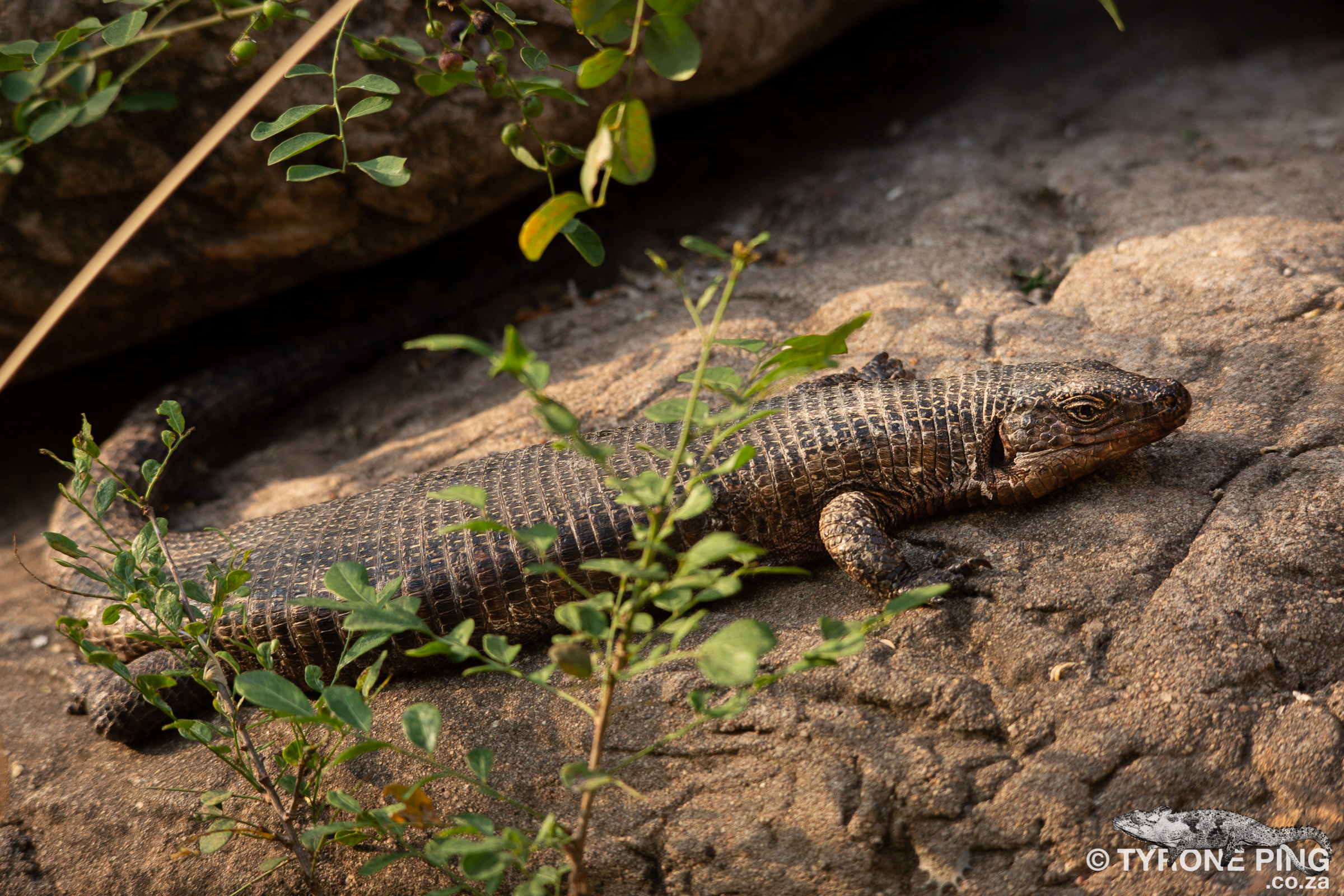 Matobosaurus validus - Giant Plated Lizard