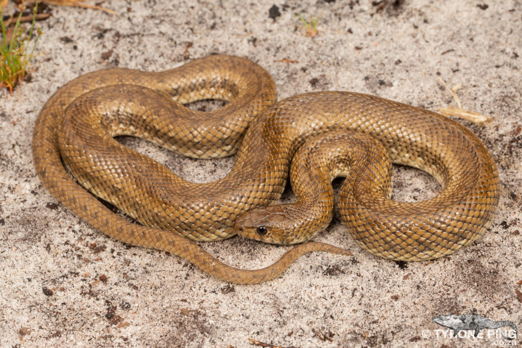 Pseudaspis cana - Mole Snake