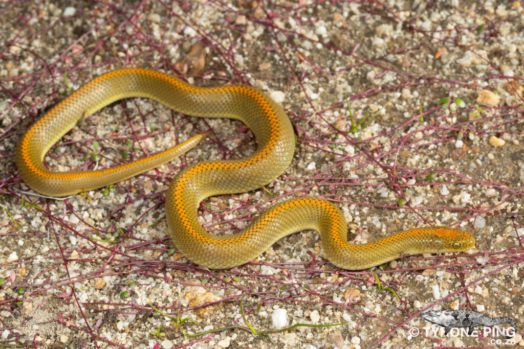 Lamprophis aurora - Aurora House Snake