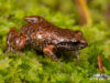 Arthroleptella bicolor – Bainskloof Moss Frog