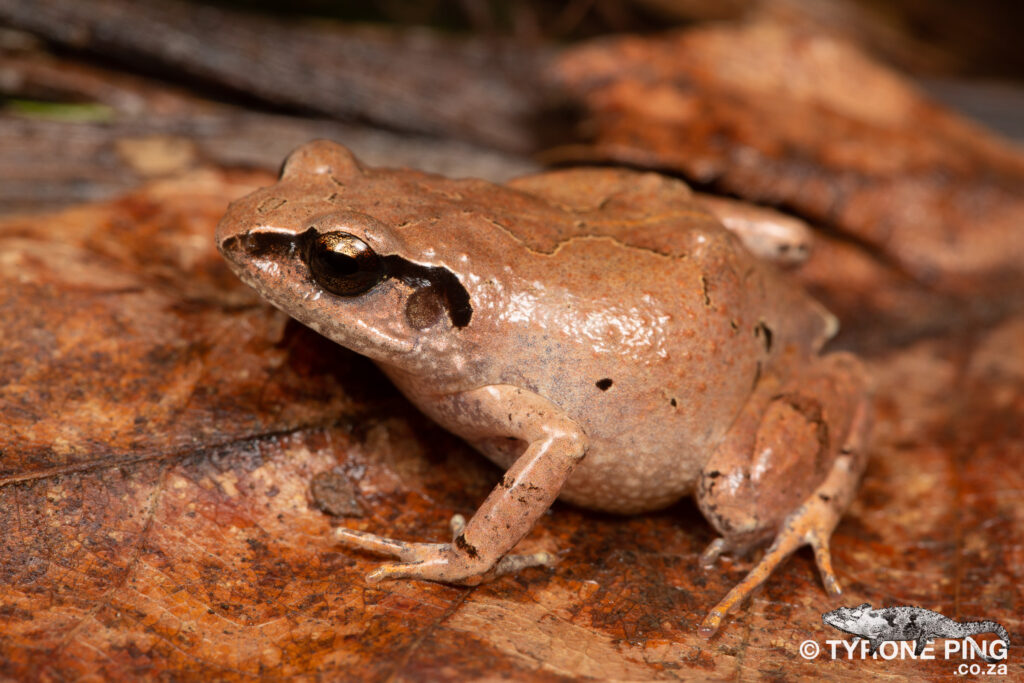 Arthroleptis wahlbergii - Bush Squeaker.