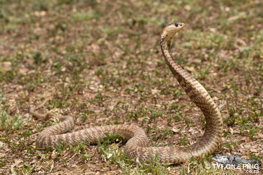 Naja annulifera / Snouted cobra in Zoo Antwerpen