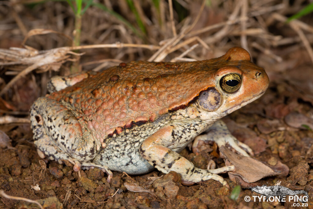 Schismaderma carens - Red Toad