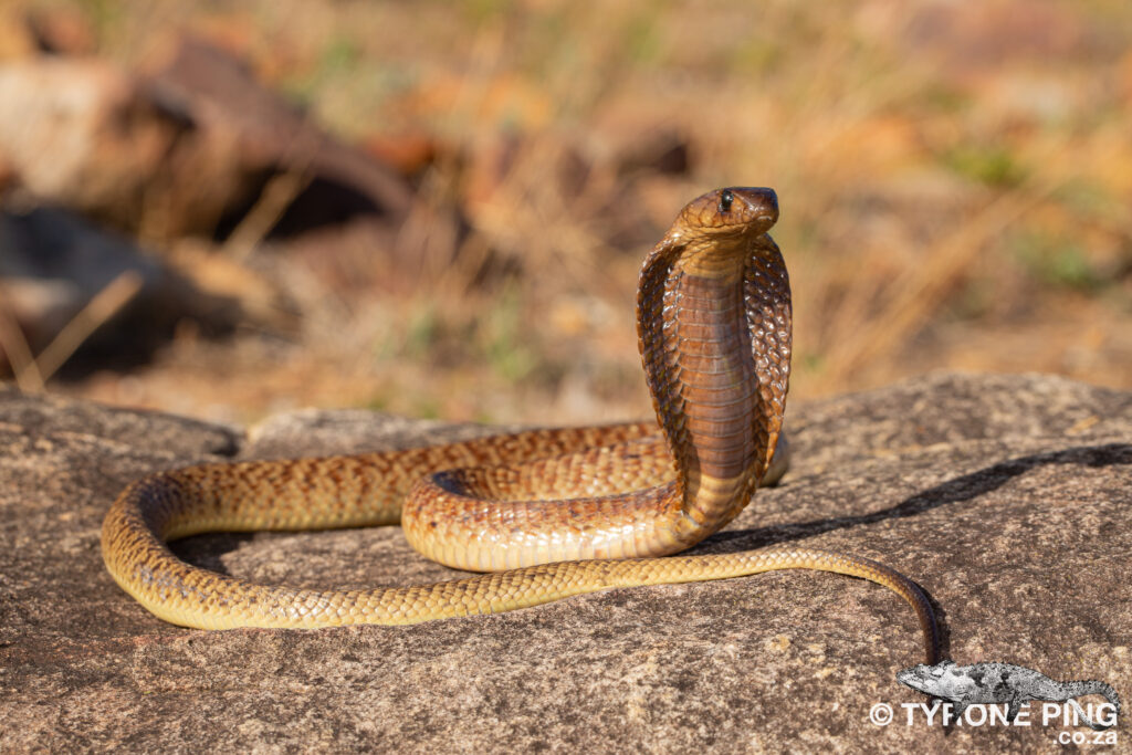 Naja nivea - Cape Cobra