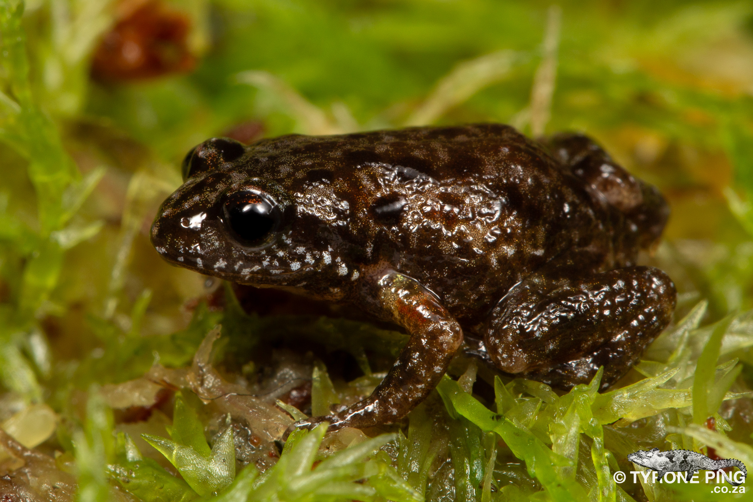 Arthroleptella subvoce - Northern Moss Frog