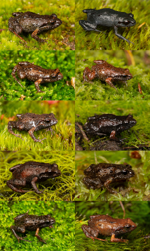 Moss Frogs Of South Africa