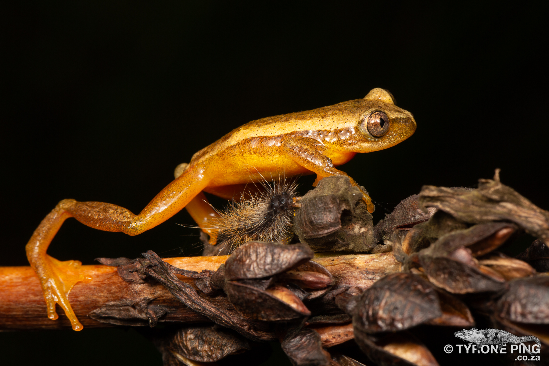 Afrixalus knysnae - Knysna Leaf-folding Frog