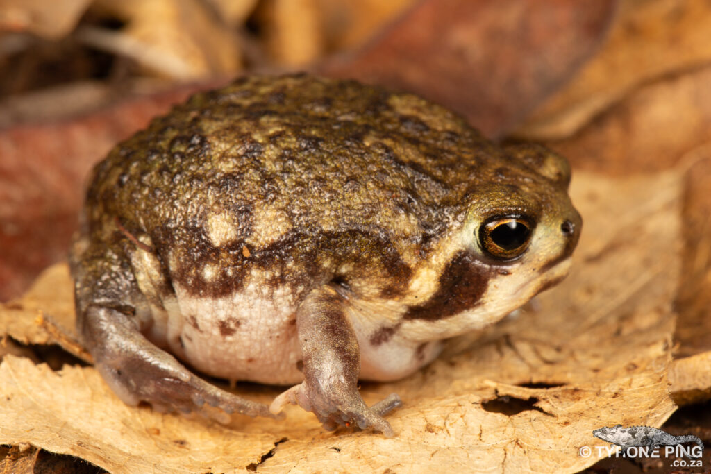 Mistbelt Moss Frog  Anhydrophryne ngongoniensis