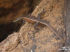 Platysaurus lebomboensis – Lebombo Flat Lizard