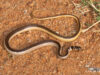 Psammophis angolensis –  Dwarf Sand Snake