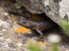Pseudocordylus transvaalensis – Northern Crag Lizard