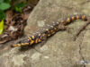 Smaug swazicus – Swazi Dragon Lizard