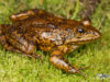Amietia vandijki – Van Dijk’s River Frog