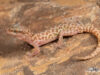 Pachydactylus carinatus – Western Spotted Gecko