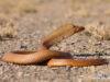 Cobra vs Rinkhals: What’s the Difference?