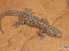 Afroedura halli – Hall’s Flat Gecko