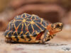 Psammobates tentorius trimeni – Namaqualand Tent Tortoise