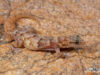Goggia sabula – Gravel Pygmy Gecko