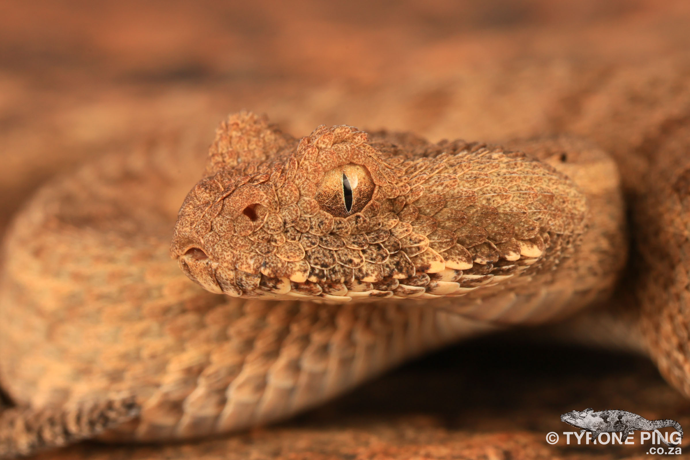 Bitis Inornata Bitis inornata - Plain Mountain Adder