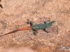 Platysaurus relictus – Soutpansberg Flat Lizard