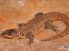 Smaug breyeri – Waterberg Dragon Lizard