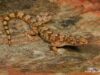 Afroedura major – Swazi Flat Gecko