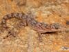 Afroedura multiporis – Woodbush Flat Gecko