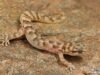 Goggia gemmula – Richtersveld Pygmy Gecko