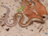 Scelotes arenicola – Zululand Dwarf Burrowing Skink