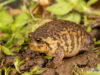 Breviceps batrachophiliorum – Boston Rain Frog